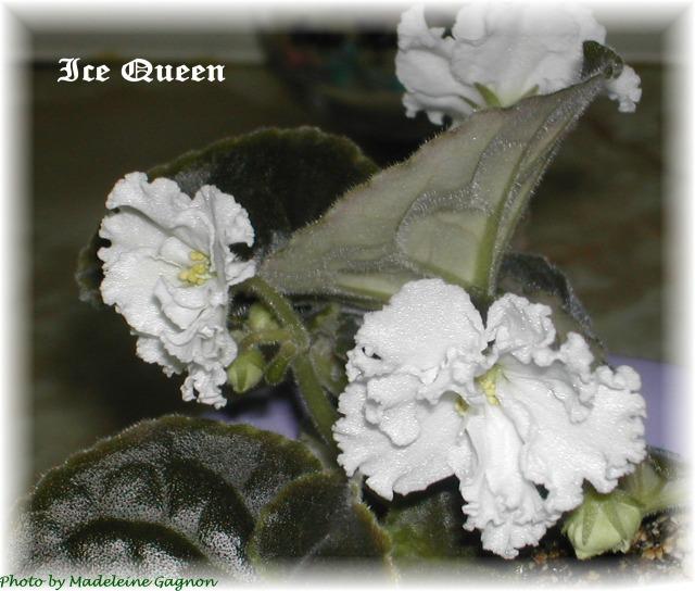 Ice Queen 06/09/1995 (S. Sorano) Single white sticktite ruffled star. Dark green, plain, ovate/red back. Large