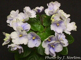 Ice Storm 09/03/1999 (G. Durand) Single-semidouble white ruffled star. Dark green, heart-shaped, quilted, glossy, serrated/red back. Standard (CA)