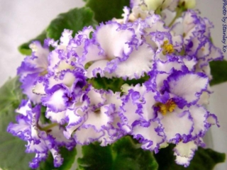 Iceberg 02/03/2003 (Lyndon Lyon Greenhouses/Sorano) Semidouble-double white star/blue ruffled edge. Medium green, plain, wavy. Standard