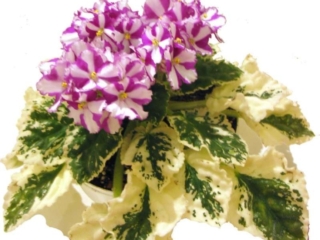 Icy Hot (S. Sorano) Semidouble chimera fuchsia wavy/white stripe. Variegated medium green and white. Standard