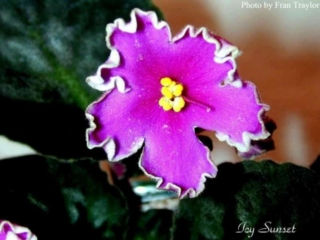 Icy Sunset (S. Sorano) Semidouble fuchsia large star/white fluted edge. Dark green, plain/red back. Standard