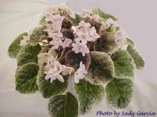 Illini Peace 02/12/1985 (B. Goodsell/H. Rhoades) Semidouble light pink star. Variegated, plain, pointed. Standard