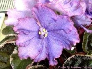 Imagination (M. Burns) Semidouble-double blue large frilled star/burgundy edge. Variegated medium-dark green, white and burgundy, ruffled. Large
