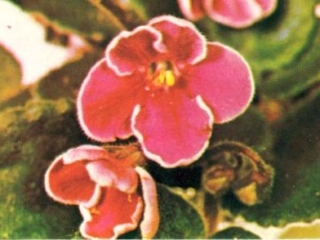 Imp 05/03/1968 (F. Tinari) Single fuchsia cupped/white edge. Medium green, heart-shaped. Semiminiature