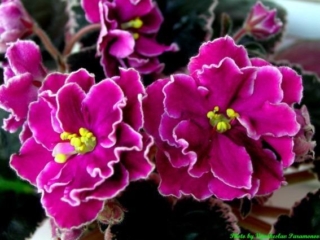 Impostor 11/14/1998 (K. Stork) Semidouble-double plum-wine star/white edge. Variegated dark green, cream and pink, plain. Standard