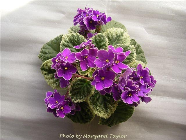 In My Fashion (M. Taylor) Single dark mauve pansy/white edge. Variegated. Standard (ANZ 627, 2007)