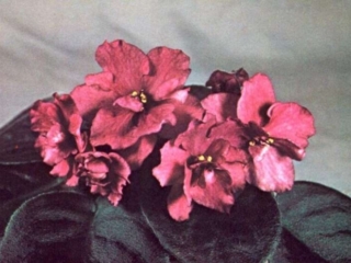 Independence (L. Lyon) Double dark wine-red. Dark green, plain. Standard