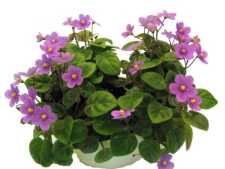Indian Trail 09/04/1980 (T. Khoe) Single fuchsia-red. Plain, quilted, pebbled. Miniature trailer (Western)