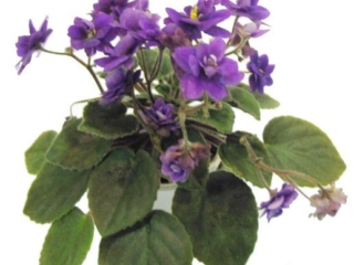 Indigo Doll (S. Sorano) Single-semidouble dark indigo pansy. Dark green/red back. Semiminiature