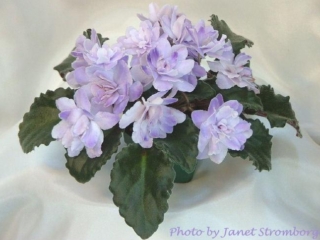 Interlude 08/09/1982 (Eyerdom) Double silver-blue lavender star/white fluted edge. Glossy, ruffled. Standard