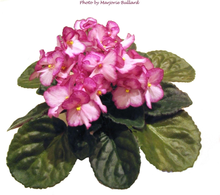 International (B. Johnson) Single-semidouble light pink pansy/wide raspberry edge. Dark green, plain, glossy. Standard