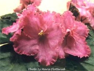 Iridescent (S. Whitaker) Dark pink/lavender overlay, darker edge. Quilted. Standard (TX Hyb)