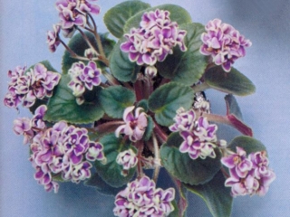 Irish Angel 09/17/1980 (L. Egenites) Double light blue/green edge. Plain, pointed. Semiminiature