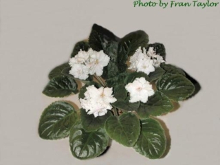 Irish Castles (S. Sorano) Double white frilled pansy/green edge on top petals, variable on lower petals. Medium-dark green, quilted. Standard