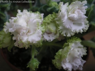 Irish Cream (S. Sorano) Double cream-white pansy/bright green ruffled edge. Medium green, ruffled. Standard