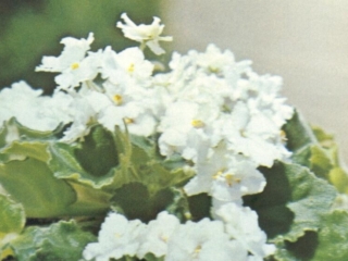 Irish Dude 02/25/1977 (E. Kolb) Double white/lavender marking, green frilled edge. Ruffled. Large