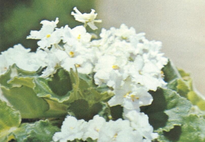 Irish Dude 02/25/1977 (E. Kolb) Double white/lavender marking, green frilled edge. Ruffled. Large