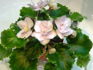 Irish Frost 10/08/1993 (S. Sorano) Semidouble light pink star/wide green edge. Variegated green and white, plain, pointed, wavy, serrated. Standard