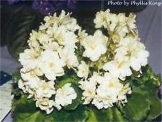 Irish Halo (S. Sorano) Semidouble-double white pansy/green edge. Medium green, wavy. Standard