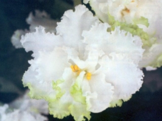Irish Ice (S. Sorano) Semidouble-double white fluted/lime green-tipped top petals. Medium green. Standard