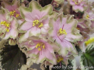Irish Iridescence (Lyndon Lyon Greenhouses) Semidouble pink star/wide green edge. Variegated medium green and ivory. Standard