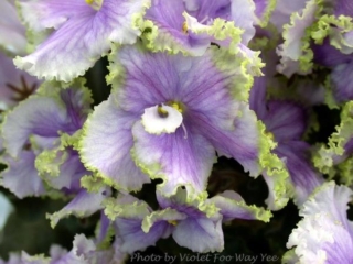 Irish Mint (S. Sorano) Single-semidouble dark lavender ruffled star/light green band, darker edge. Dark green, wavy. Standard