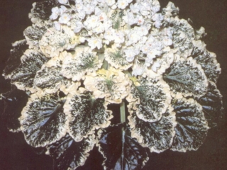 Irish Sweeps (Laufer) Double white/green edge. Variegated light green and white, wavy. Standard (CA 394, 1988)