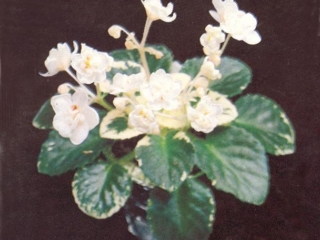 Isla Montgomery 01/22/1980 (S. Miller) Double white/some pink blush. Variegated, plain. Miniature