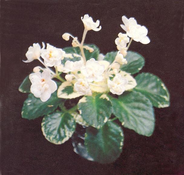 Isla Montgomery 01/22/1980 (S. Miller) Double white/some pink blush. Variegated, plain. Miniature