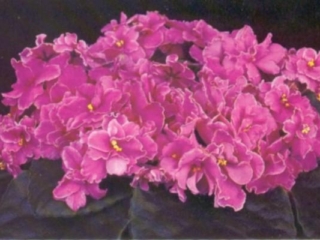 Island Coral 10/08/1993 (S. Sorano) Double coral pansy/white edge. Medium green, plain, pointed. Standard