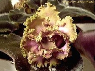 Island Rose (S. Sorano) Double dark pink/dark green ruffled edge. Dark green, ruffled/red back. Standard