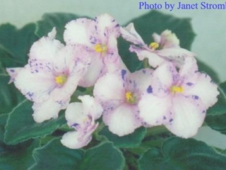 Itsuko (J. Eyerdom) Semidouble white/pink and blue fantasy edge. Light green, plain. Standard
