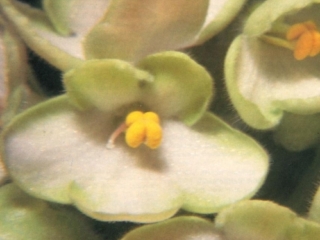 Ivy Joy 12/28/1981 (H. Pittman) Single white/green edge. Light green, quilted. Large (TX Hyb)
