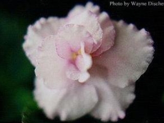 Jaded 06/30/1986 (J. Domiano) Double medium pink/orchid overlay, fuchsia sparkle, chartreuse edge. Dark green, plain, glossy, wavy/red back. Large (DAVS 939)