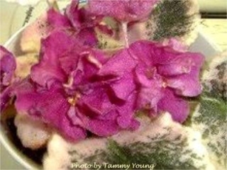 Jalape&ntilde;o (J. Gehr) Semidouble red-wine large star/vivid red eye. Variegated green and rose, plain, scalloped. Standard