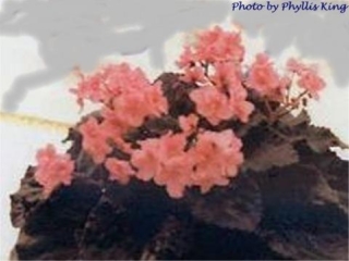 Janice Ann 04/25/1988 (Dottie Wilson) Semidouble medium pink/darker eye. Dark blue-green, plain, quilted/red back. Large (DAVS 1192, TX Hyb)