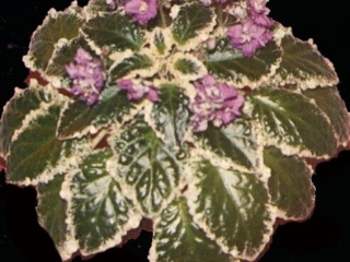 Java 09/15/1980 (B. Sisk) Double fuchsia two-tone. Variegated, ruffled. Large (DAVS 464)