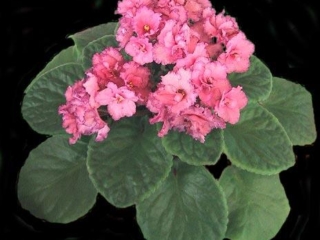 Jays' Aussie Belle 12/26/1996 (J. White) Semidouble-double hot pink sticktite frilled star/raspberry fantasy, edge. Medium green, plain, serrated. Standard (ANZ 459, 1996)