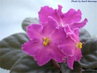 Jazz It Up 05/23/1992 (L. Munk) Semidouble magenta wavy/lighter center, rays. Medium-dark green, plain, serrated. Standard (DAVS 1361, TX Hyb)