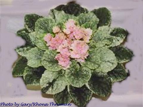 Jealous Halo (G. Boone) Semidouble pink/green frilled edge. Variegated medium green and cream. Standard