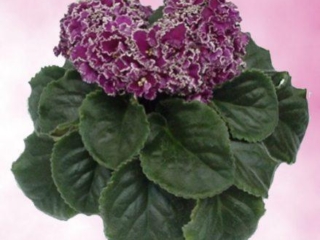 Jeanette (Volkmann) Semidouble fuchsia-red/white ruffled edge. Dark green. Standard (TX Hyb)