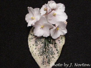 Jeanette's Apple Blossom