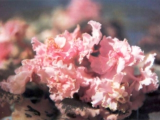 Jeani (B. Elkin) Double medium pink/gold-green ruffled edge. Variegated green and pink, fluted. Standard (Western)