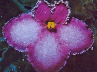 Jennifer 10/25/1969 (F. Tinari) Single pale lavender two-tone cupped/thin white-green edge. Longifolia. Standard