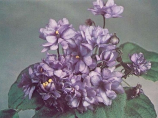 Jet Trail (L. Lyon) Double medium blue star. Semiminiature trailer