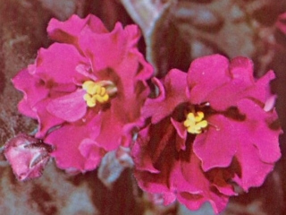 Jimmy Carter 02/03/1978 (R. Nadeau) Semidouble red. Quilted. Large