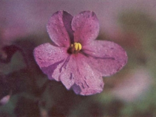 Jimmy Watson 01/05/1970 (E. Kienzle) Single dark pink/purple fantasy. Heart-shaped. Standard