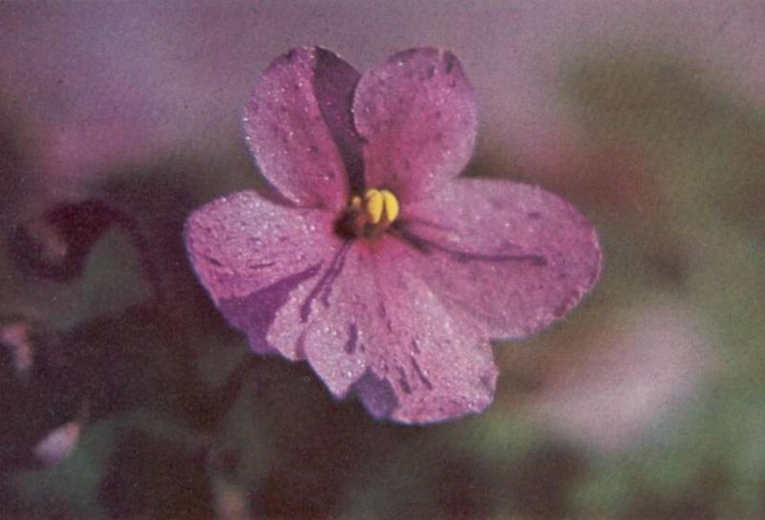 Jimmy Watson 01/05/1970 (E. Kienzle) Single dark pink/purple fantasy. Heart-shaped. Standard