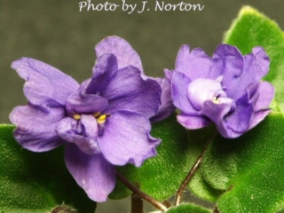 Jingle Bells 03/08/1991 (Stokes/Jackson) Double bright blue. Medium green, quilted. Miniature (Western)