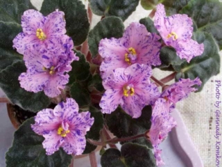 Jingles (I. Fredette) Semidouble-double pink ruffled star/violet fantasy. Bright green, plain. Standard